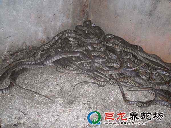 乌梢蛇养殖基地