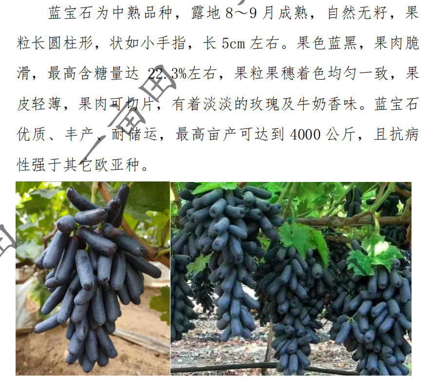 种植致富新项目_致富种植创业项目_致富点子种植