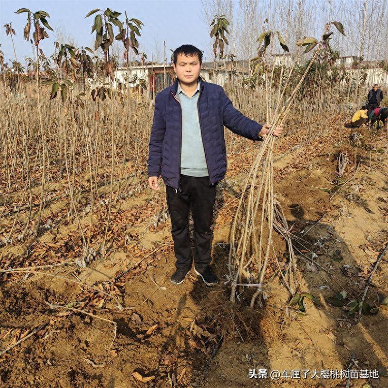 农业致富的新途径：种植矮化皇家泰奥佳樱桃树苗——新起点