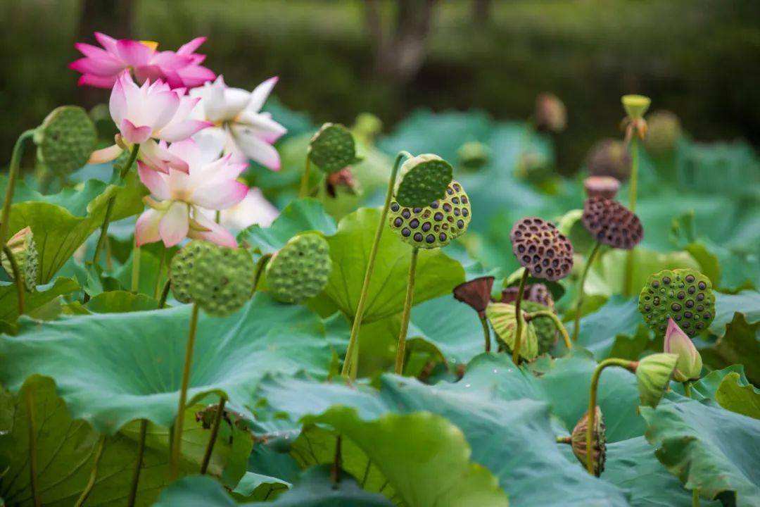 盆栽观赏莲藕怎样种植_观赏莲藕种植技术_观赏种植莲藕技术要求