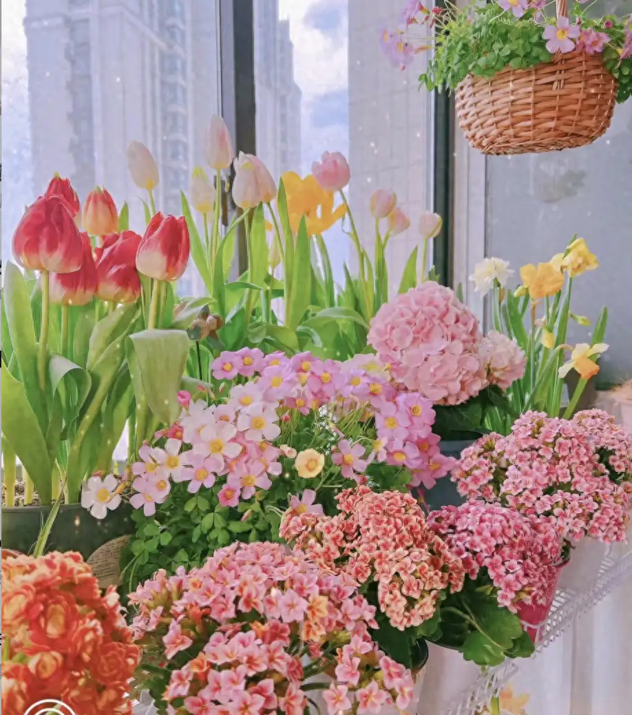 金丝吊蝴蝶适合什么土壤_种植金丝吊蝴蝶致富新闻_金丝吊蝴蝶养殖方法