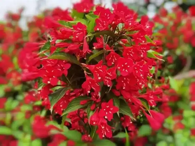 金丝吊蝴蝶适合什么土壤_金丝吊蝴蝶养殖方法_种植金丝吊蝴蝶致富新闻