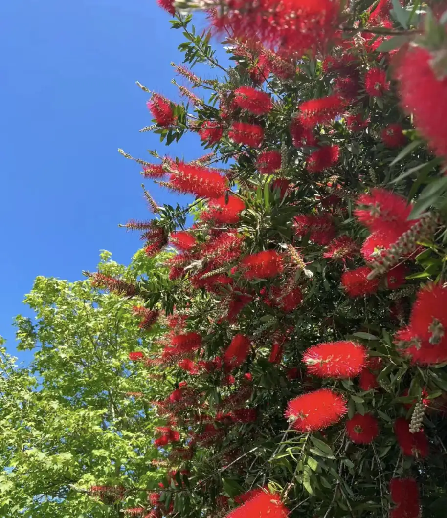 金丝吊蝴蝶养殖方法_种植金丝吊蝴蝶致富新闻_金丝吊蝴蝶适合什么土壤