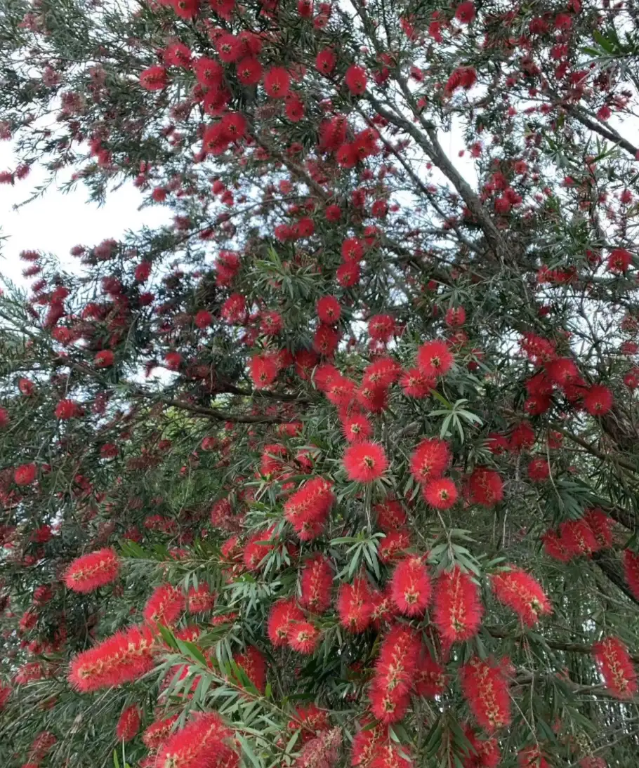 金丝吊蝴蝶适合什么土壤_种植金丝吊蝴蝶致富新闻_金丝吊蝴蝶养殖方法