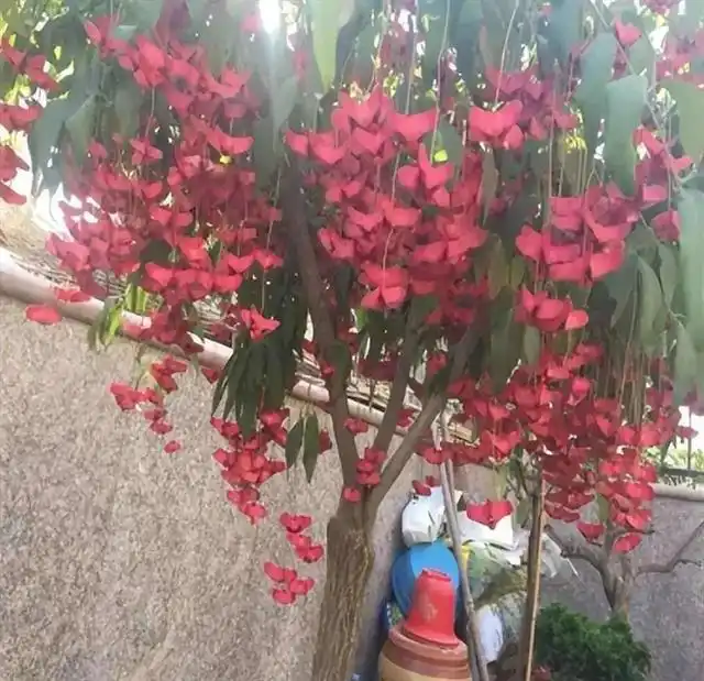 种植金丝吊蝴蝶致富新闻_金丝吊蝴蝶适合什么土壤_金丝吊蝴蝶养殖方法