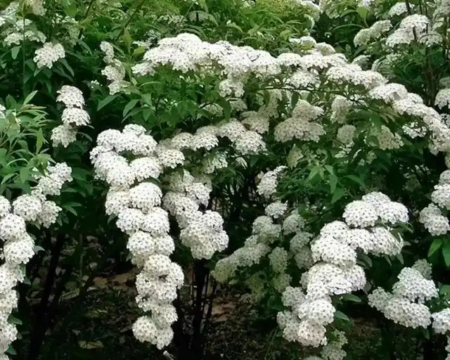 金丝吊蝴蝶养殖方法_金丝吊蝴蝶适合什么土壤_种植金丝吊蝴蝶致富新闻