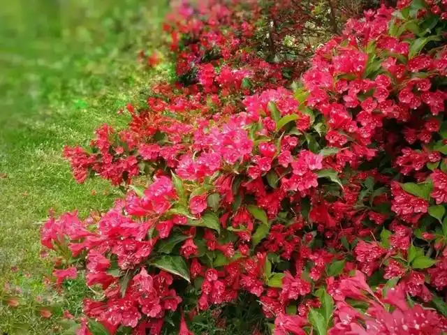 种植金丝吊蝴蝶致富新闻_金丝吊蝴蝶适合什么土壤_金丝吊蝴蝶养殖方法