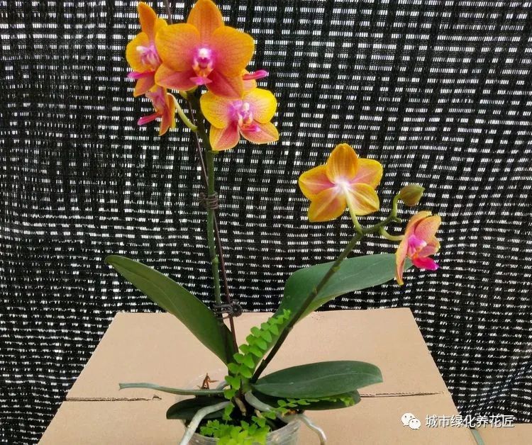 蝴蝶兰养殖技术视频_蝴蝶兰苗养殖技术_蝴蝶兰苗怎么种植方法
