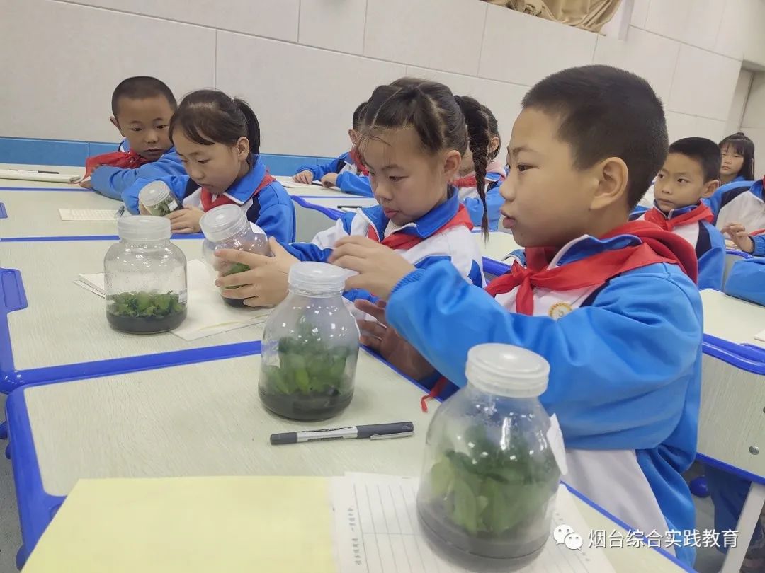 蝴蝶兰育苗方法视频_蝴蝶兰养殖技术视频_蝴蝶兰苗养殖技术