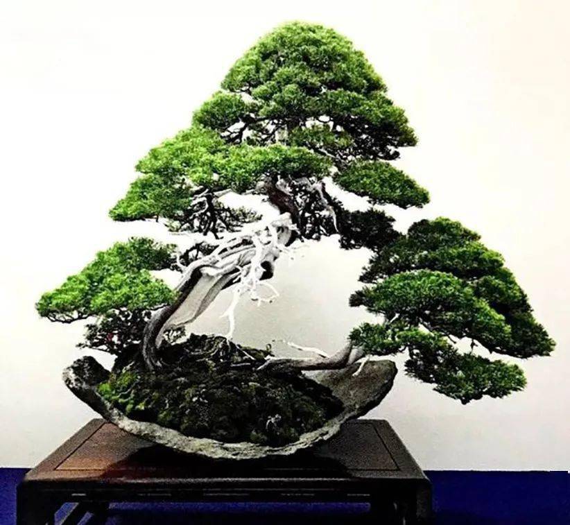 种植小盆景 致富_盆栽致富经_盆栽致富