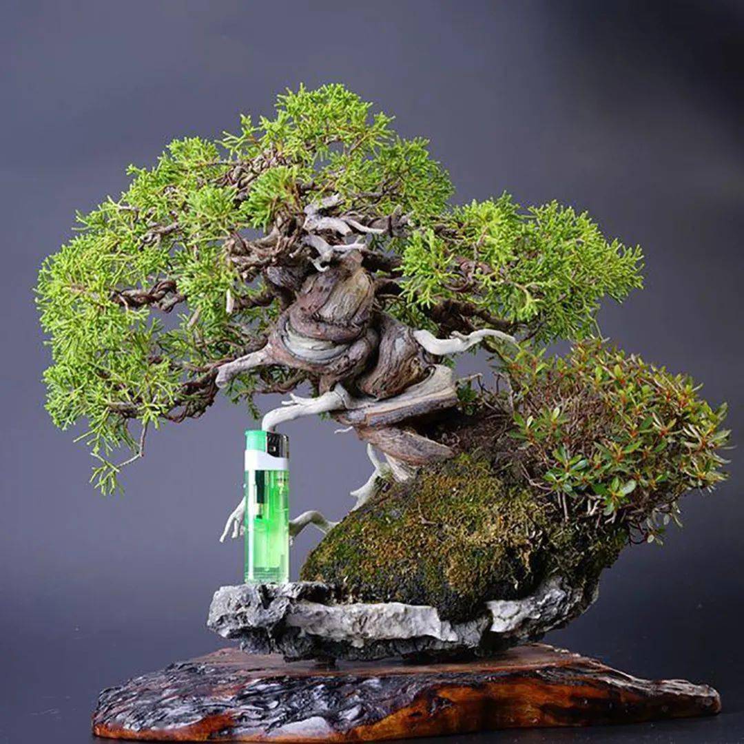 盆栽致富_种植小盆景 致富_盆栽致富经