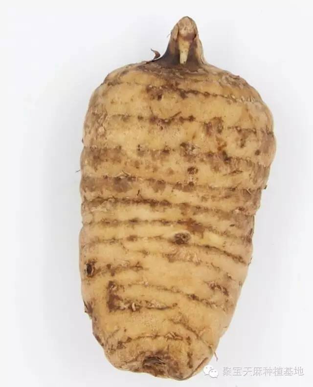 种植天麻技术教程全集_有性天麻种植技术大全_天麻种植技术标准