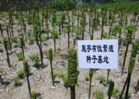 致富经种殖魔芋_致富殖种魔芋图片_致富经魔芋种植技术视频