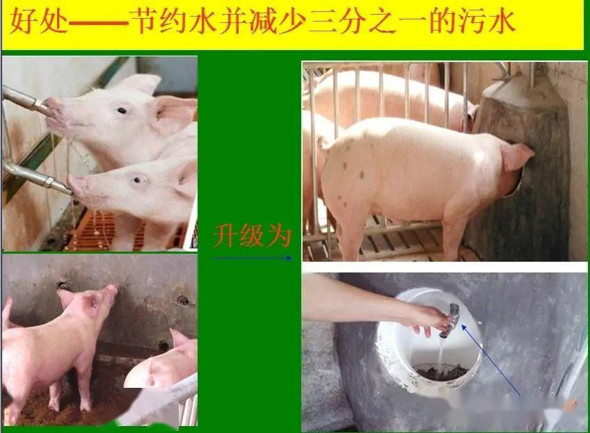 养殖场猪的视频_视频养殖猪技术大全_养殖猪技术视频