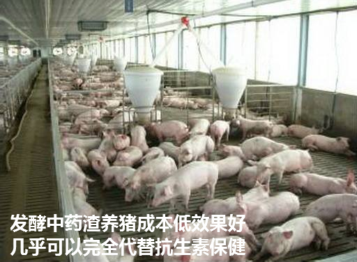 养殖场猪的视频_养殖猪技术视频_视频养殖猪技术教程