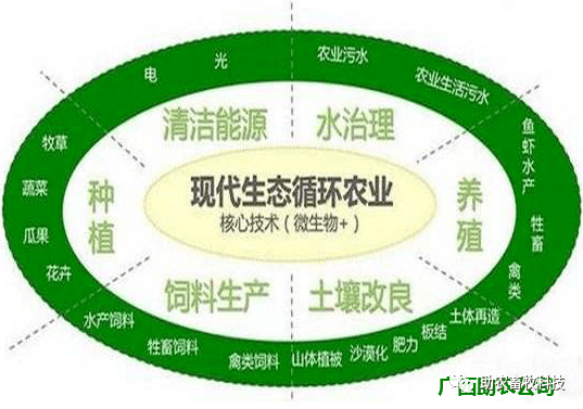 养殖猪的视频_视频养殖猪技术教程_养殖猪技术视频