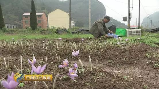 地暖怎么养植物_地暖种植致富_地暖养殖使用技术