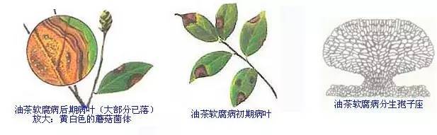 微科普 | 多图说明油茶常见的7种病害