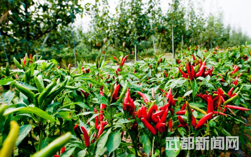 武都：产业先行为乡村振兴蓄势赋能