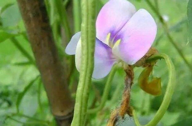 豆角种植利润_豆角种植致富项目_种植豆角的效益