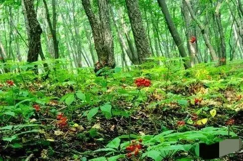 昆虫养殖项目_昆虫致富养殖增收措施_养殖昆虫增收致富