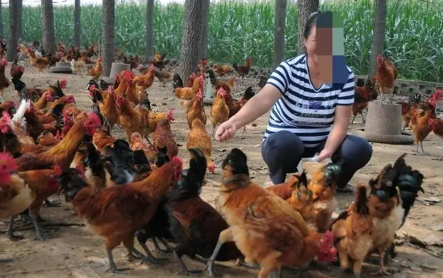 昆虫致富养殖增收措施_昆虫养殖项目_养殖昆虫增收致富