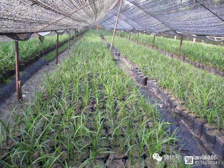 致富种植兰草方法图片_致富种植兰草方法视频_致富经兰草种植方法