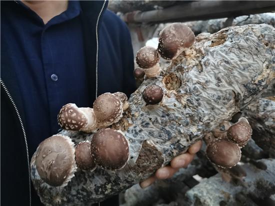 （依靠蘑菇种植，常门村成功摘掉了贫困帽）