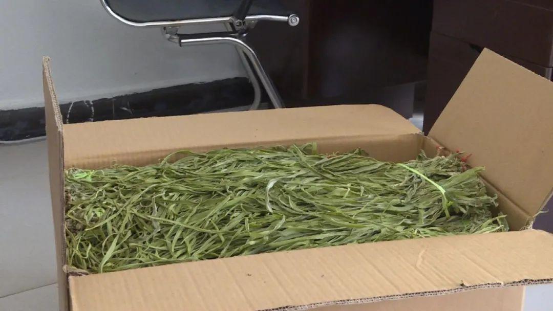 农村种植赚钱+致富_农民种植致富_农村致富种植好项目