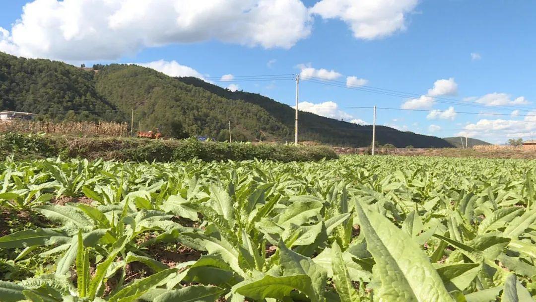 农村种植赚钱+致富_农民种植致富_农村致富种植好项目