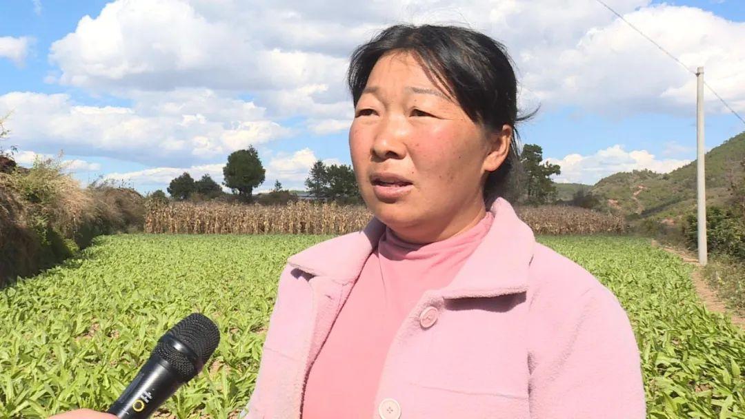 农民种植致富_农村种植赚钱+致富_农村致富种植好项目