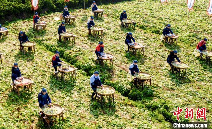当地民众正在地里制作榨菜。　黄河 摄