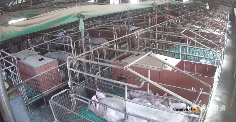致富90后小伙养猪视频_90后小伙养猪致富经_小伙养猪网友是上亿
