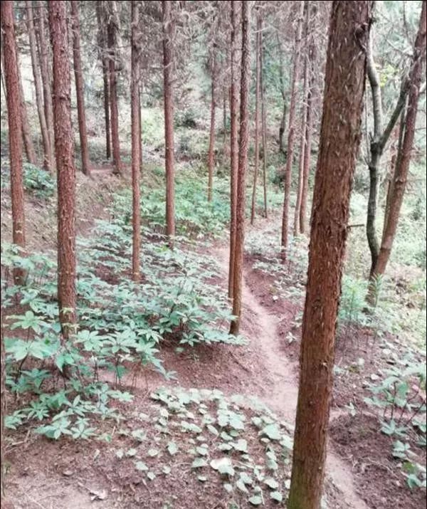 湖南种植什么树最赚钱_湖南种植致富树_湖南种植什么树木前景最好