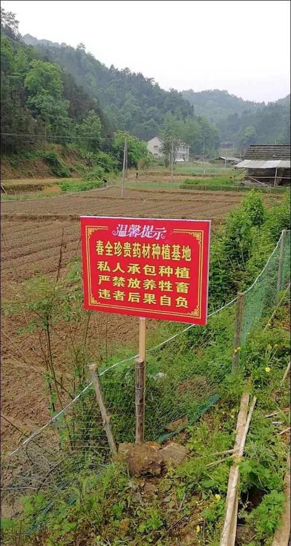 湖南种植什么树最赚钱_湖南种植致富树_湖南种植什么树木前景最好