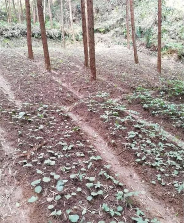 湖南种植致富树_湖南种植什么树最赚钱_湖南种植什么树木前景最好