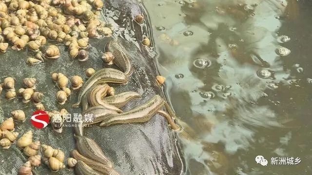 北方立体水蛭养殖技术_水蛭立体养殖技术视频_室内水蛭立体养殖