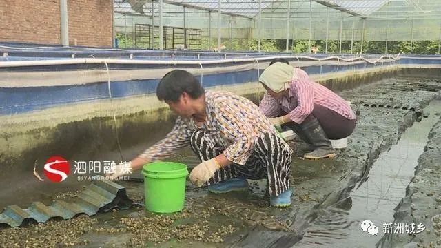 水蛭立体养殖技术视频_室内水蛭立体养殖_北方立体水蛭养殖技术