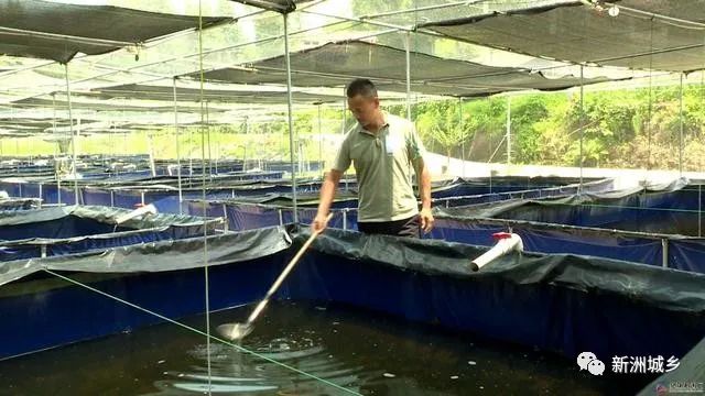 北方立体水蛭养殖技术_水蛭立体养殖技术视频_室内水蛭立体养殖
