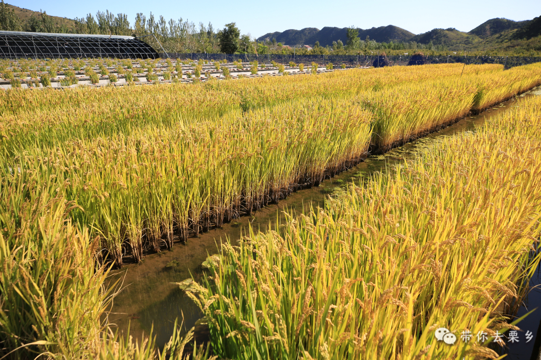立体养殖北方水蛭技术视频_室内水蛭立体养殖_北方立体水蛭养殖技术