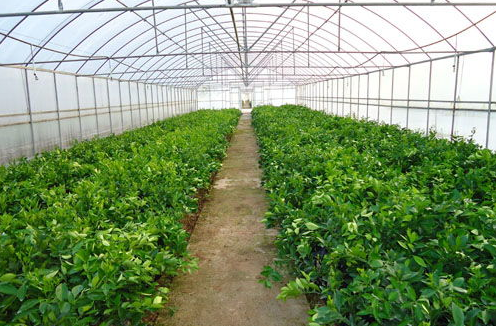 农村种植赚钱+致富_农村种植致富新项目_农民种植致富