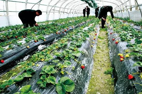 农民种植致富_农村种植致富新项目_农村种植赚钱+致富