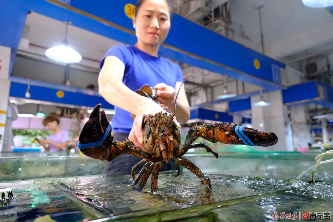 麻虾养殖_麻虾的养殖技术_麻虾怎么养活