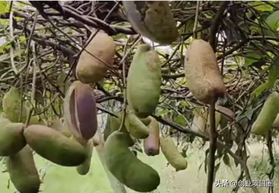 农村种植赚钱+致富_农村致富项目种植业_农民种植致富
