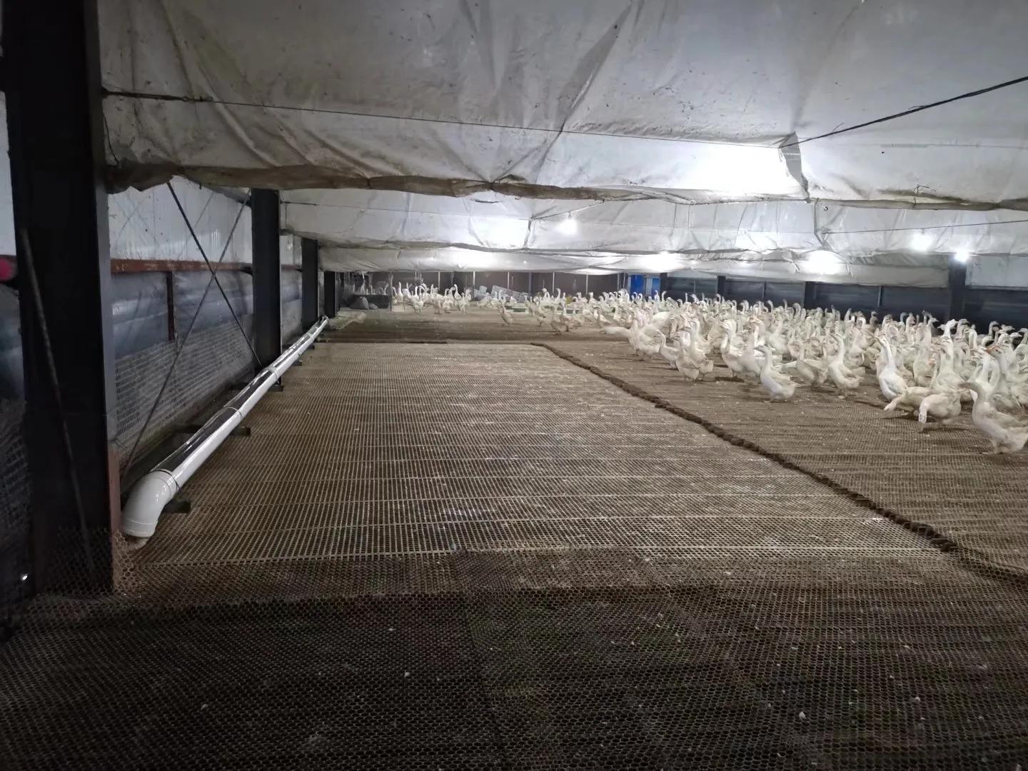 朗徳鹅养殖_朗德鹅养殖视频_朗德鹅养殖技术
