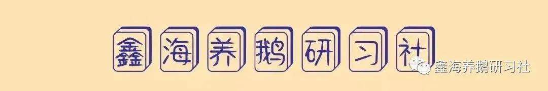 朗德鹅养殖视频_朗德鹅养殖技术_朗徳鹅养殖