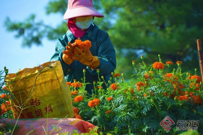 云南弥勒：2万余亩万寿菊成为“致富花”