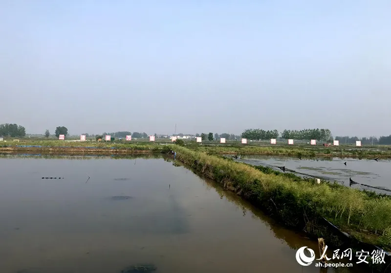龙虾养殖致富经视频_养殖龙虾视频大全_视频致富龙虾养殖骗局