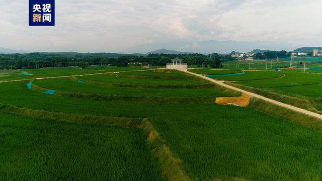 岭南新“丰”景，看广东农业如何实现高质量发展