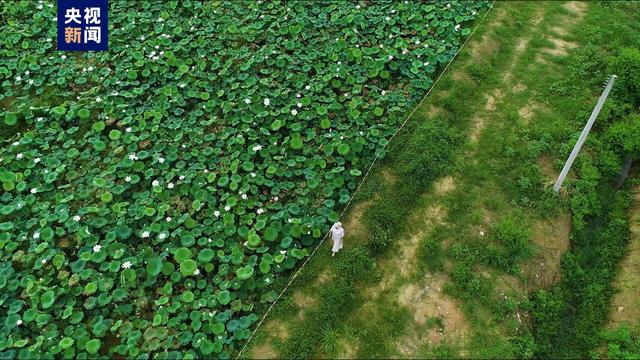 广东农村种植什么赚钱不愁销路_在广东农村种植什么最赚钱_广东农村致富种植